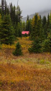 Preview wallpaper edge, forest, trees, house, nature