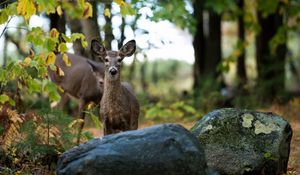 Preview wallpaper eer, grass, rocks, forest, trees