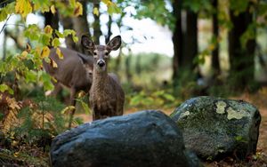 Preview wallpaper eer, grass, rocks, forest, trees