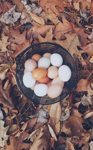 Preview wallpaper eggs, autumn, basket, foliage