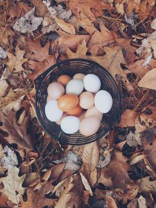 Preview wallpaper eggs, autumn, basket, foliage