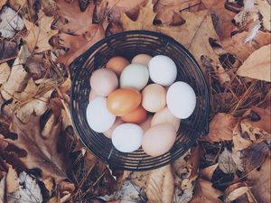 Preview wallpaper eggs, autumn, basket, foliage