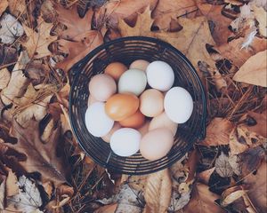 Preview wallpaper eggs, autumn, basket, foliage