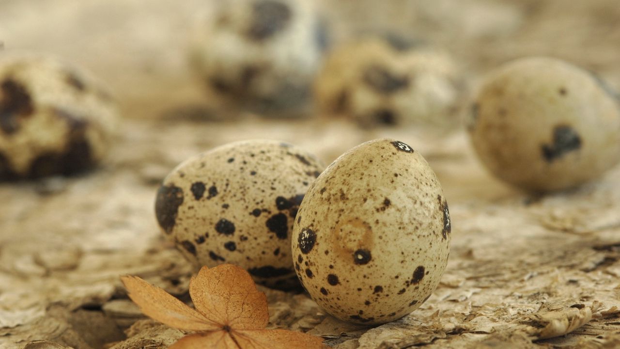 Wallpaper eggs, spotted quail, leaf