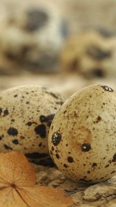 Preview wallpaper eggs, spotted quail, leaf