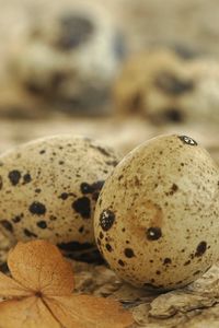 Preview wallpaper eggs, spotted quail, leaf