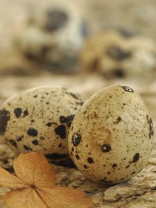 Preview wallpaper eggs, spotted quail, leaf