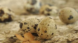 Preview wallpaper eggs, spotted quail, leaf