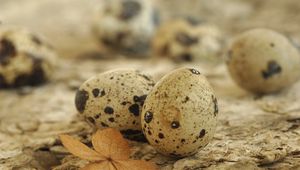 Preview wallpaper eggs, spotted quail, leaf