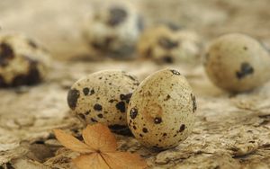 Preview wallpaper eggs, spotted quail, leaf