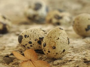 Preview wallpaper eggs, spotted quail, leaf