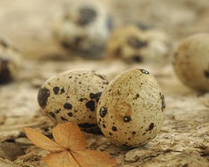 Preview wallpaper eggs, spotted quail, leaf