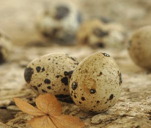 Preview wallpaper eggs, spotted quail, leaf