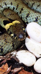 Preview wallpaper eggs, young, snake, guard