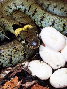 Preview wallpaper eggs, young, snake, guard
