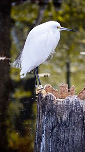Preview wallpaper egret, bird, tree, forest