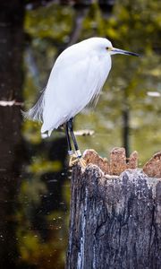 Preview wallpaper egret, bird, tree, forest