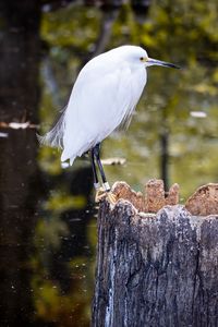 Preview wallpaper egret, bird, tree, forest