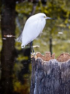 Preview wallpaper egret, bird, tree, forest