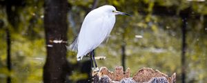 Preview wallpaper egret, bird, tree, forest