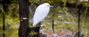 Preview wallpaper egret, bird, tree, forest