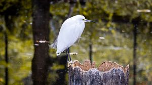 Preview wallpaper egret, bird, tree, forest