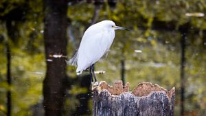 Preview wallpaper egret, bird, tree, forest