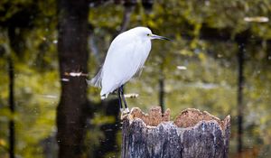 Preview wallpaper egret, bird, tree, forest