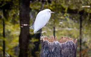 Preview wallpaper egret, bird, tree, forest