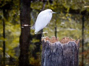 Preview wallpaper egret, bird, tree, forest