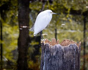 Preview wallpaper egret, bird, tree, forest