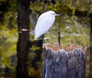 Preview wallpaper egret, bird, tree, forest