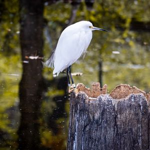 Preview wallpaper egret, bird, tree, forest