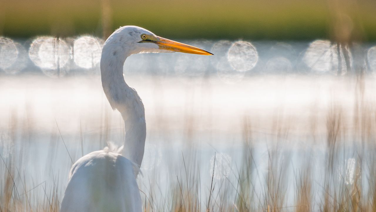 Wallpaper egret, bird, white, grass, wildlife