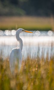 Preview wallpaper egret, bird, white, grass, wildlife