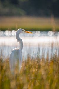 Preview wallpaper egret, bird, white, grass, wildlife