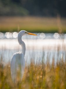 Preview wallpaper egret, bird, white, grass, wildlife