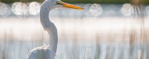 Preview wallpaper egret, bird, white, grass, wildlife