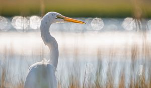 Preview wallpaper egret, bird, white, grass, wildlife