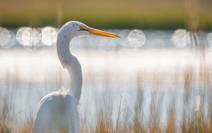 Preview wallpaper egret, bird, white, grass, wildlife