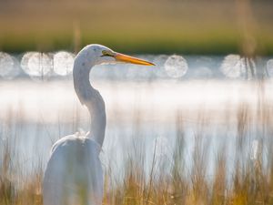 Preview wallpaper egret, bird, white, grass, wildlife