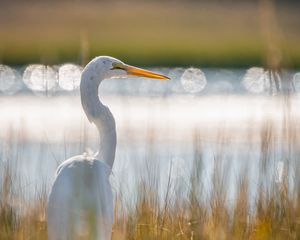 Preview wallpaper egret, bird, white, grass, wildlife