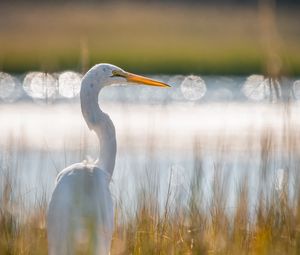 Preview wallpaper egret, bird, white, grass, wildlife