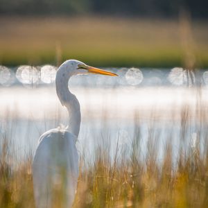 Preview wallpaper egret, bird, white, grass, wildlife