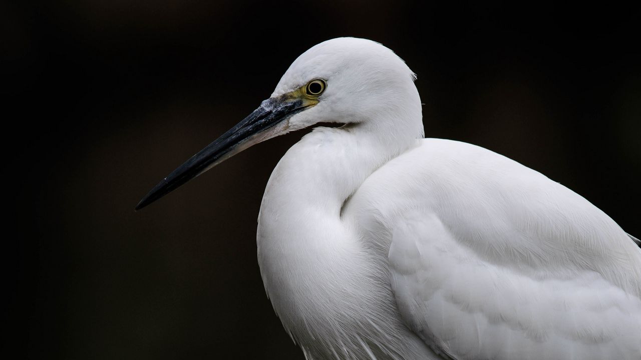 Wallpaper egret, white heron, bird