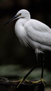 Preview wallpaper egret, white heron, bird