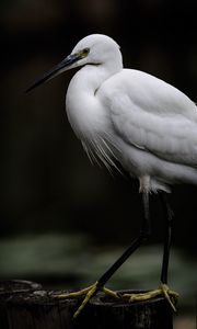 Preview wallpaper egret, white heron, bird