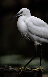 Preview wallpaper egret, white heron, bird