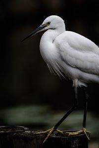 Preview wallpaper egret, white heron, bird