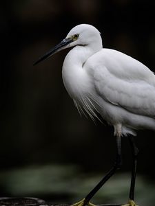 Preview wallpaper egret, white heron, bird